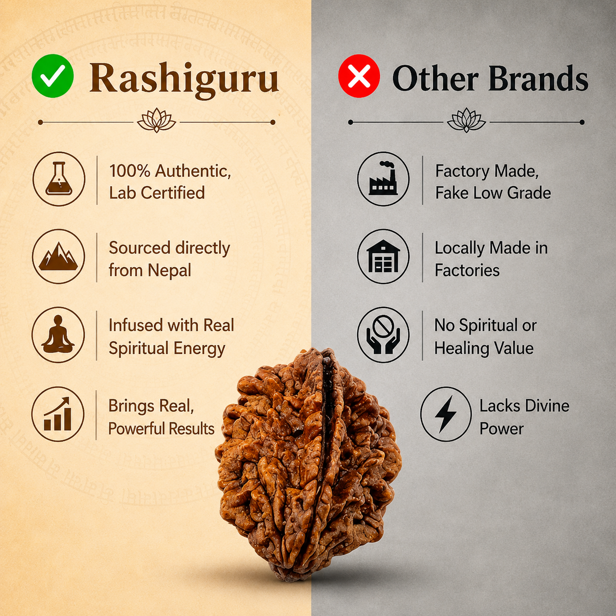 Nepal Origin 2 Mukhi Rudraksha