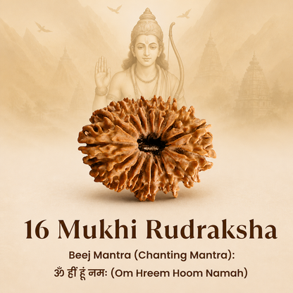 Siddh 16 Mukhi Rudraksha