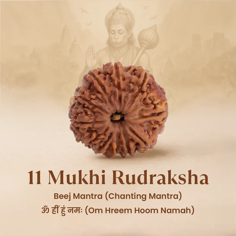 11 Mukhi Rudraksh