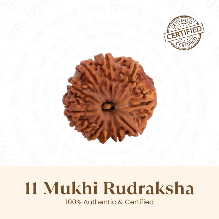 11 Mukhi Rudraksh