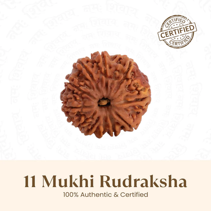 11 Mukhi Rudraksh