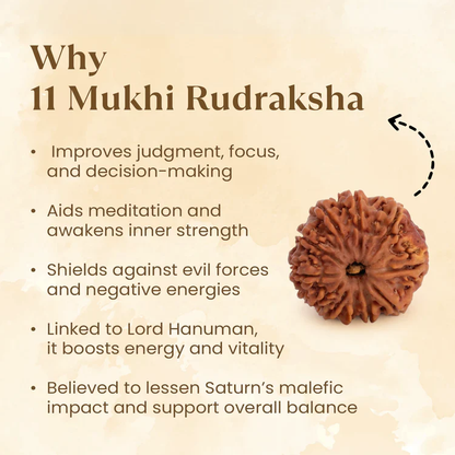 11 Mukhi Rudraksh