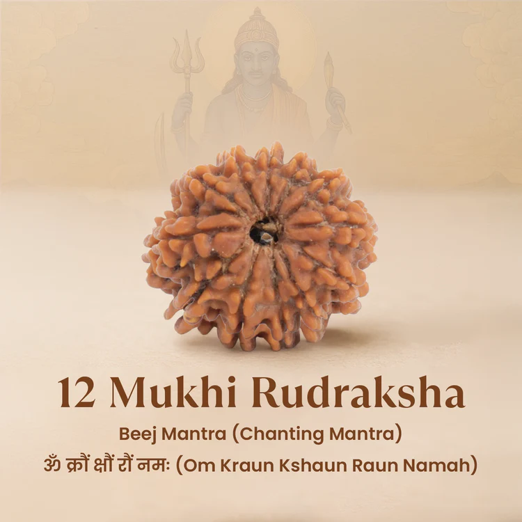 12 Mukhi Rudraksh