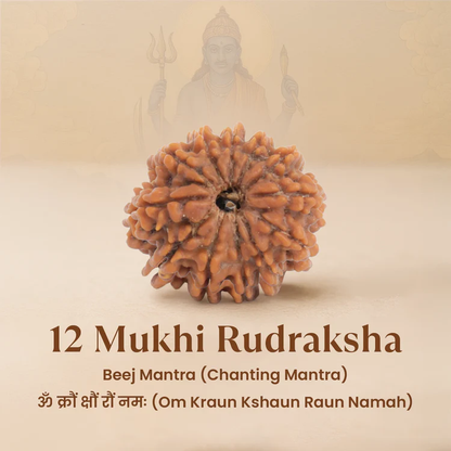 12 Mukhi Rudraksh