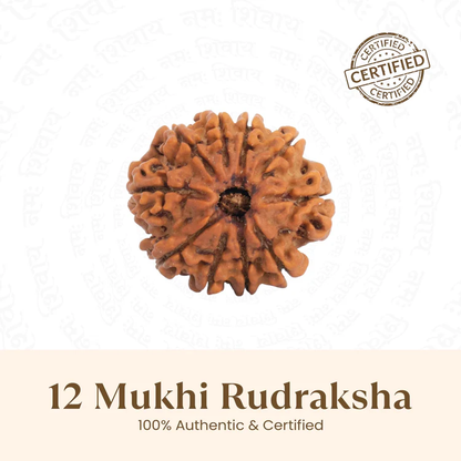 12 Mukhi Rudraksh