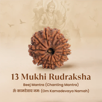 Siddh 13 Mukhi Rudraksha