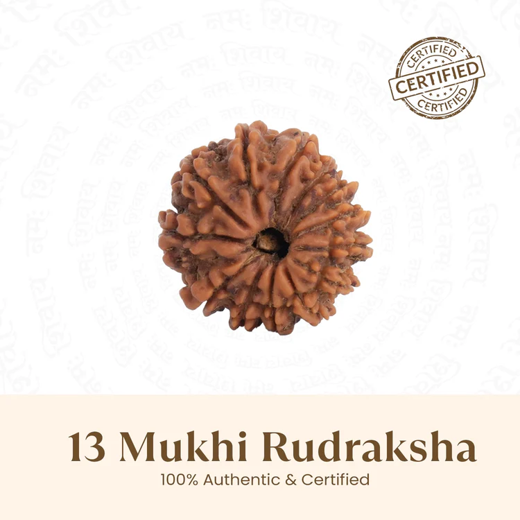 Siddh 13 Mukhi Rudraksha