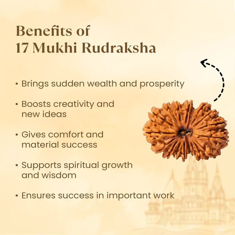 Siddh 17 Mukhi Rudraksha