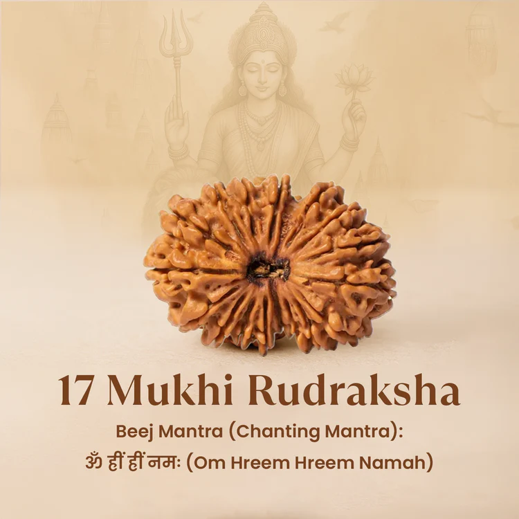 Siddh 17 Mukhi Rudraksha
