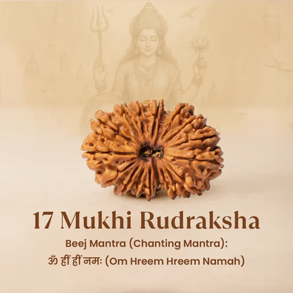 Siddh 17 Mukhi Rudraksha