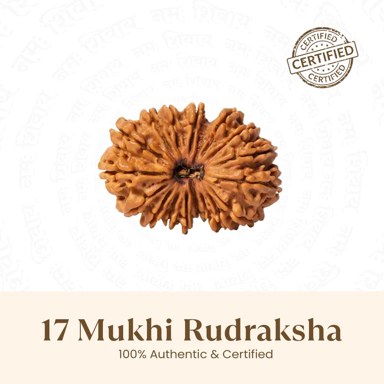 Siddh 17 Mukhi Rudraksha