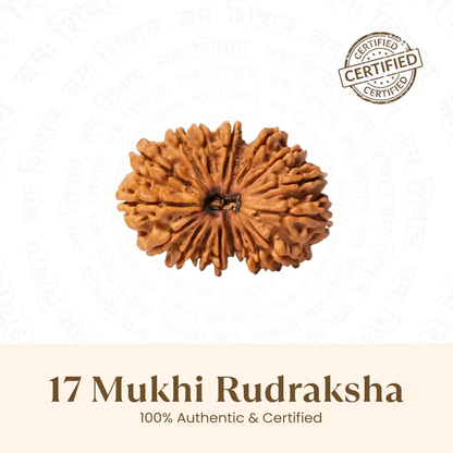 Siddh 17 Mukhi Rudraksha