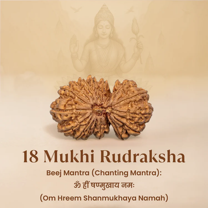 Siddh 18 Mukhi Rudraksha