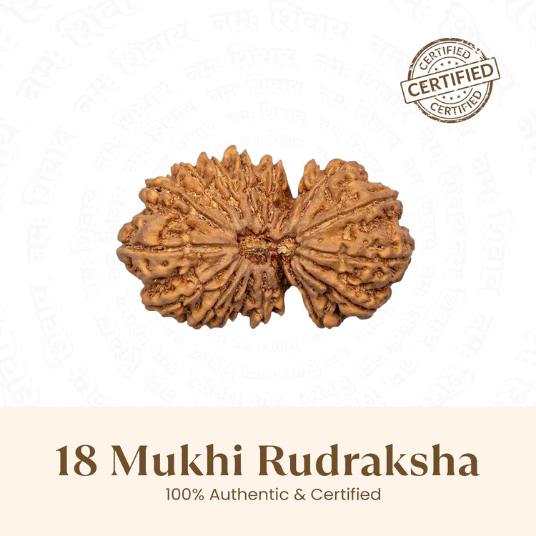 Siddh 18 Mukhi Rudraksha