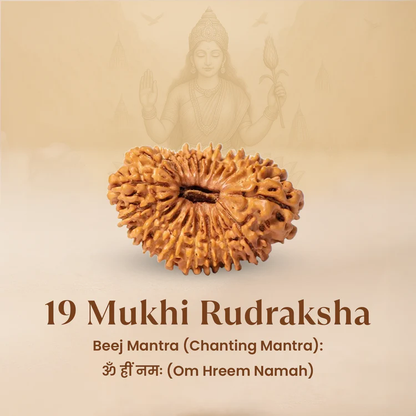Siddh 19 Mukhi Rudraksha