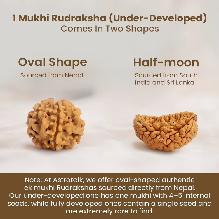 Rare Siddh 1 Mukhi Rudraksha