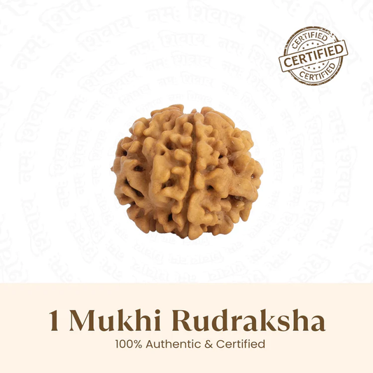 Rare Siddh 1 Mukhi Rudraksha