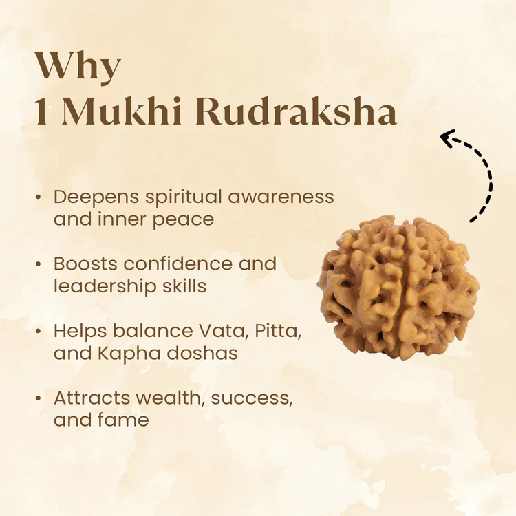 Rare Siddh 1 Mukhi Rudraksha