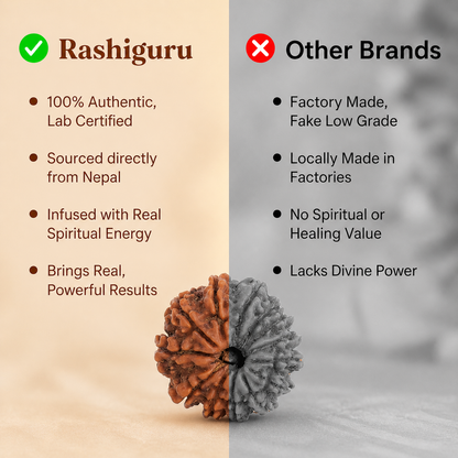 Siddh 13 Mukhi Rudraksha