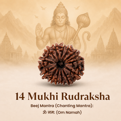 Siddh 14 Mukhi Rudraksha