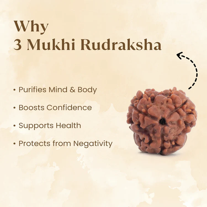 3 Mukhi Rudraksh