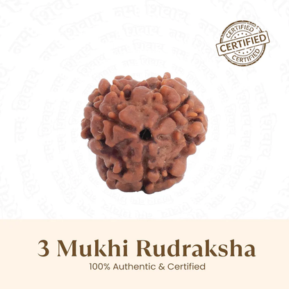 3 Mukhi Rudraksh