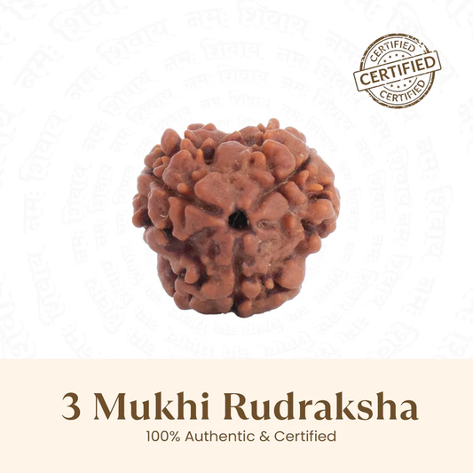 3 Mukhi Rudraksh