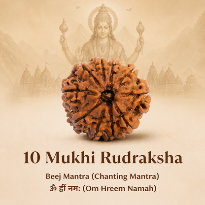 10 Mukhi Rudraksh