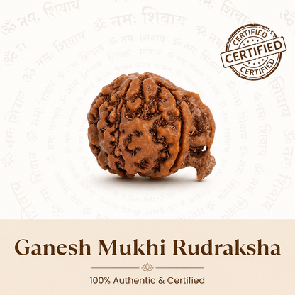 Siddh Ganesh Mukhi Rudraksha