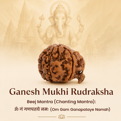 Siddh Ganesh Mukhi Rudraksha
