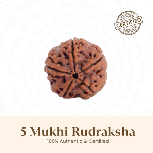 Siddh 5 Mukhi Rudraksha