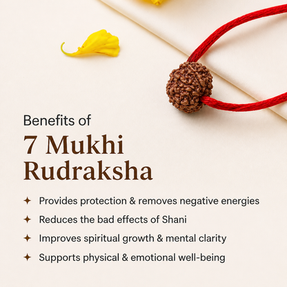 7 Mukhi Rudraksh