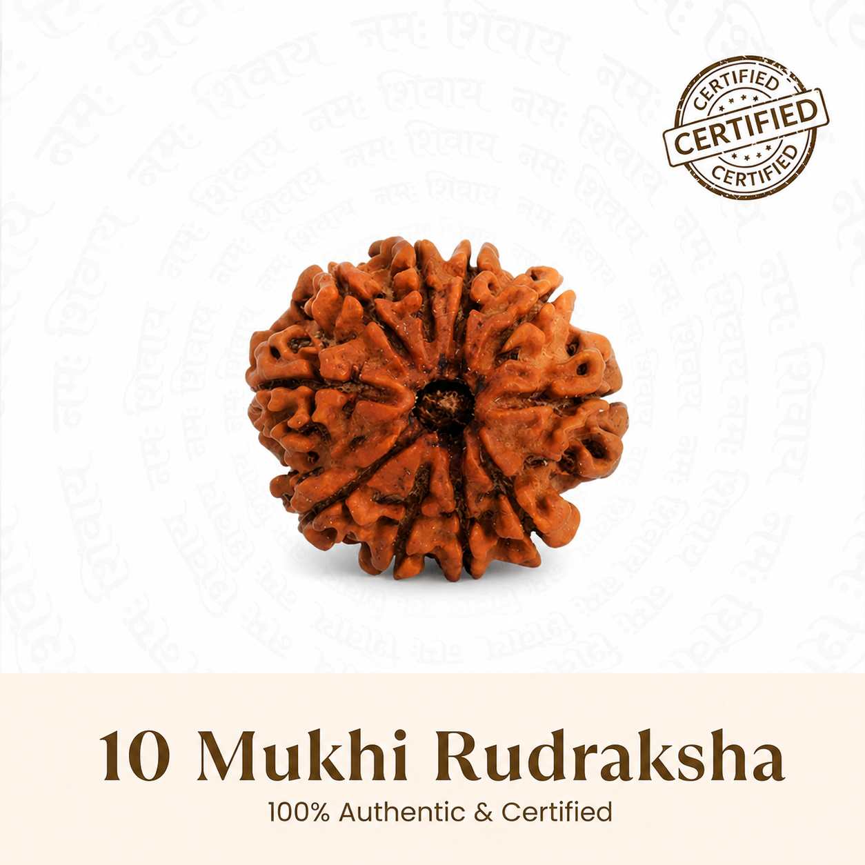 10 Mukhi Rudraksh