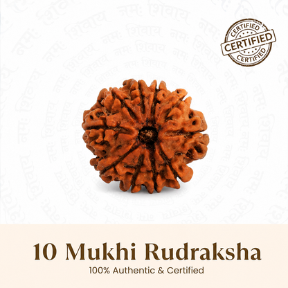 10 Mukhi Rudraksh