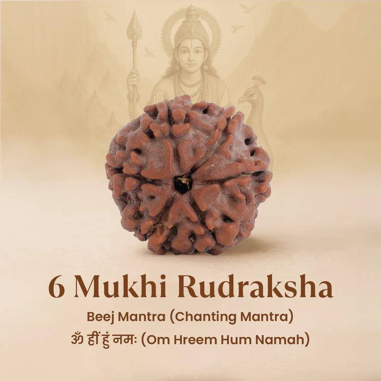 6 Mukhi Rudraksh