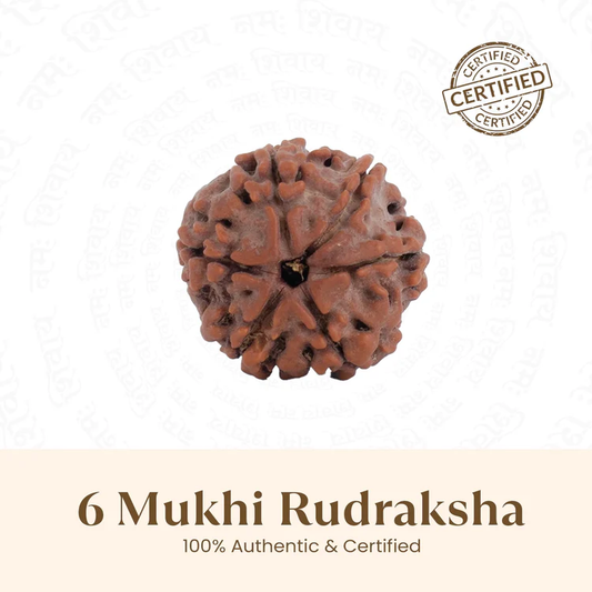 6 Mukhi Rudraksh