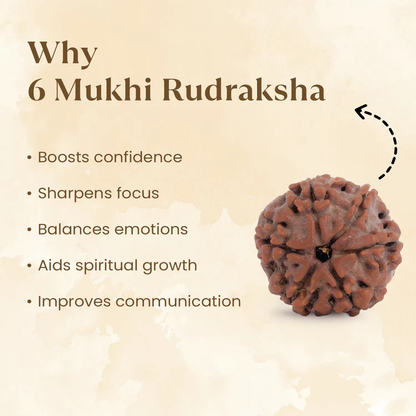 6 Mukhi Rudraksh
