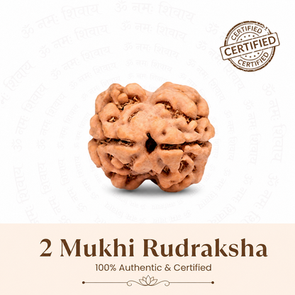 2 Mukhi Rudraksh