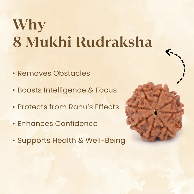 8 Mukhi Rudraksh