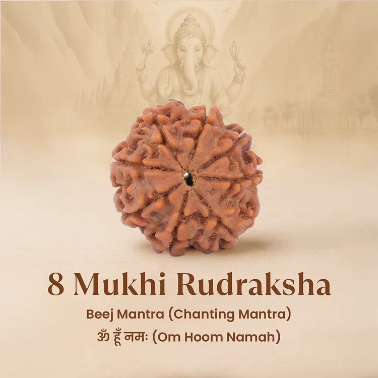 8 Mukhi Rudraksh