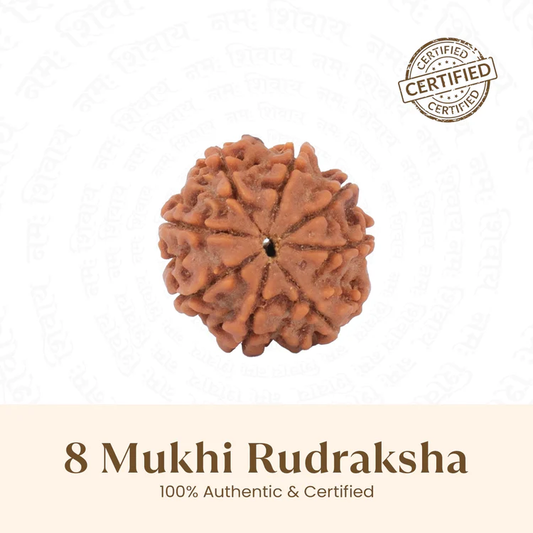 8 Mukhi Rudraksh