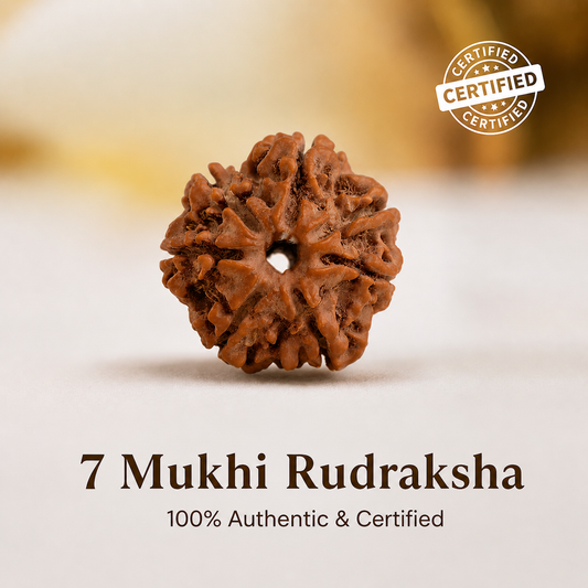 7 Mukhi Rudraksh
