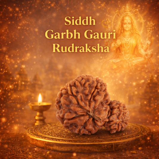 A rare Siddh Garbh Gauri Rudraksha from Nepal, featuring two naturally fused seeds of unequal size. The larger bead represents Goddess Parvati, while the smaller bead attached to its side represents Lord Ganesha, symbolizing a divine mother-child bond and protective maternal energy.