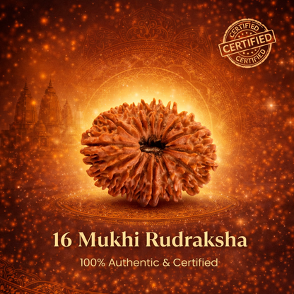 A rare Siddh 16 Mukhi Rudraksha bead from Nepal, known as the Jai Rudraksha. The image shows a large, high-grade brown seed with 16 distinct, natural lines running from the top to the bottom. Its surface is rugged and well-defined, symbolizing victory and protection against negative energies.