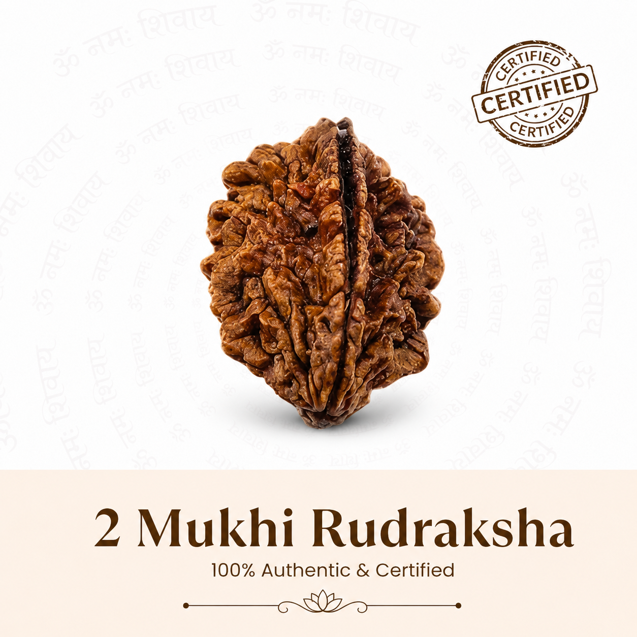 Nepal Origin 2 Mukhi Rudraksha