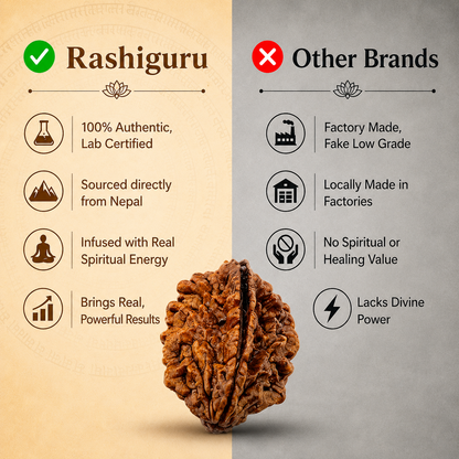 Nepal Origin 2 Mukhi Rudraksha