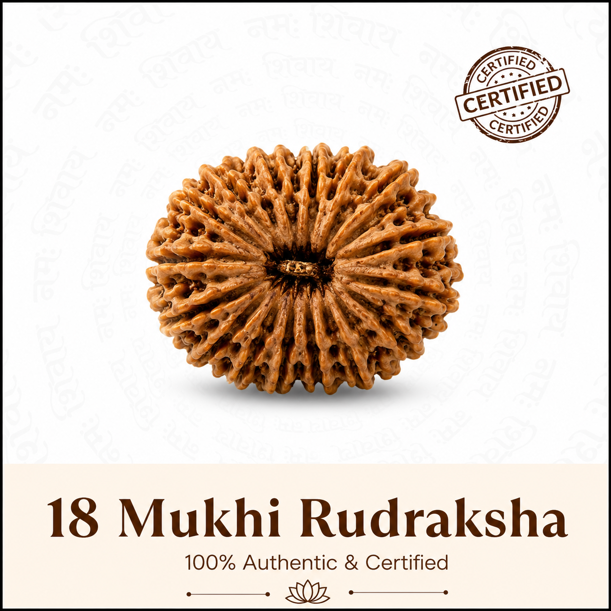 Siddh 18 Mukhi Rudraksha
