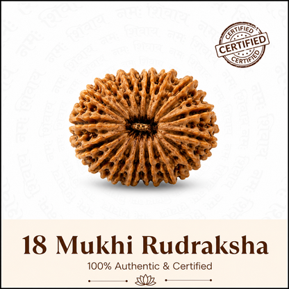 Siddh 18 Mukhi Rudraksha