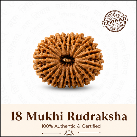 Siddh 18 Mukhi Rudraksha