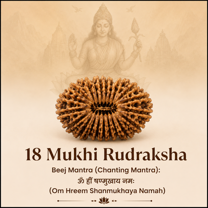 Siddh 18 Mukhi Rudraksha